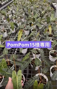 【PomPom15様専用】速達