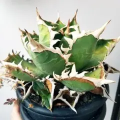 アガベ チタノタ オテロイ Oaxaca 脇芽 発根済み 鉢ごと発送 - メルカリ