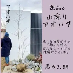 2026年最新】山採りアオハダの人気アイテム - メルカリ