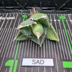 ma様 リクエスト 3点 まとめ商品