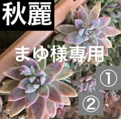 多肉植物　抜き苗とカット苗セット　秋麗　月兎耳　朧月　火祭り　紅葉祭り　春萌