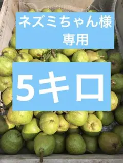 ③ ネズミちゃん様専用 5キロ