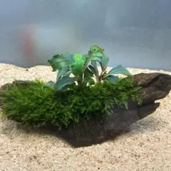 第四種郵便】南米ウィローモス活着アヌビアスキリンミニ付き流木 14cm