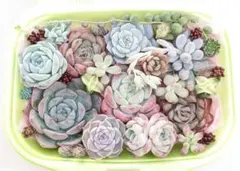 2026年最新】多肉植物 韓国苗 セットの人気アイテム - メルカリ