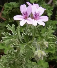 ゼラニウム苗 2種セットのサムネイル