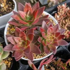 runrun.takachan.5.13様 リクエスト 2点 まとめ商品