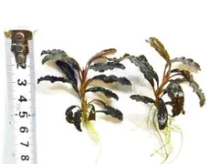 ブセファランドラ sp B rownie H ermes 無農薬 水草 - メルカリ