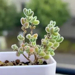 まゆりょ様 リクエスト 6点 まとめ商品