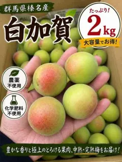 群馬県榛名産 白加賀梅 】 2kg【L〜4L 】農薬不使用 化学肥料不使用