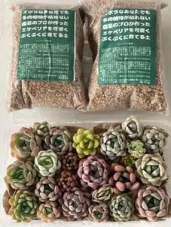 2026年最新】多肉植物エケベリア寄せ植えセット多肉弁当の人気アイテム