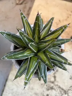 negi-mu様 リクエスト 2点 まとめ商品