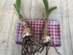 Nozomi Hori様 リクエスト 2点 まとめ商品