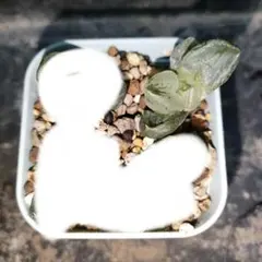 ろ*ち様 ハオルチア　コクリコ嬢