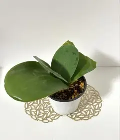 2025年最新】マユハケ ピンクの人気アイテム - メルカリ