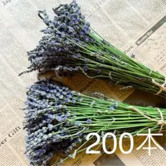 富良野 イングリッシュ系 ラベンダー 摘みたて300本 切花 - メルカリ