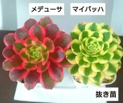 ①多肉植物アエオニウム【メデューサ】【マイバッハ】　2苗セット　抜き苗のサムネイル