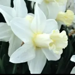 ひろ様 リクエスト 2点 まとめ商品