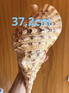 特大直線　37.２ cm 法螺貝のサムネイル