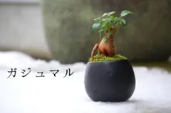 ぱぴこ様 リクエスト 2点 まとめ商品