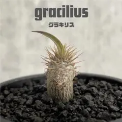 パキポディウム・グラキリス(gracilius)実生のサムネイル