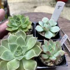 多肉植物　4cmポリポット4種　抜き苗　26F5のサムネイル