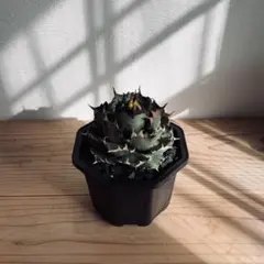 2025年最新】姫厳竜 子株の人気アイテム - メルカリ