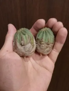 木質化❗️鉢なし8000円引き　メス　オベサ　縦長タイプ 木質化❗️鉢なし8000円引き メス オベサ 縦長タイプ - メルカリ