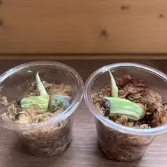 モンステラ　ボルシギアナ　ホワイトタイガー 茎伏せ　2株セット③のサムネイル