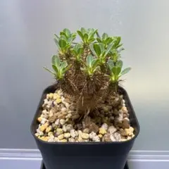 2026年最新】ギラウミニアナ 種子の人気アイテム - メルカリ