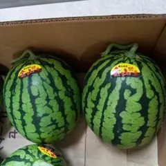 ぞうさん様専用】小玉スイカ1玉 黄色果肉 | Mercari
