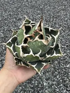 2026年最新】白鯨 ボールの人気アイテム - メルカリ