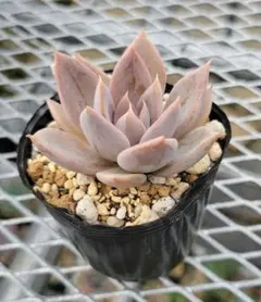 REALUNA様 リクエスト 3点 まとめ商品