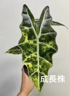 アロカシア アズラニー ピンクアルボ 斑入り 芋 1つ - メルカリ
