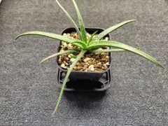 Aloe hybrid DW.premium No,9 'Godzilla' - メルカリ