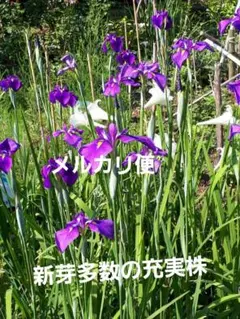 バンペイユ様 リクエスト 3点 まとめ商品