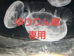 ゆりりん様専用❀ヒザ潤滑源 90粒 2袋