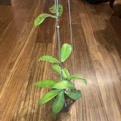 Ceratostema lanigerum 2 - メルカリ