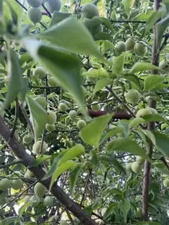 農薬不使用、小梅　3キロ　青梅 産地直送、山形産のサムネイル