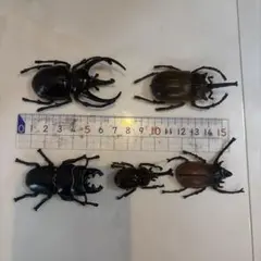 カブトムシ クワガタ 昆虫フィギュア 5体セット