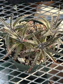 Dyckia BS x Arizona (Bill Baker Hyb) ① ⑸ - メルカリ