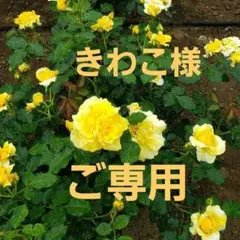 きわこ様　専用ページです