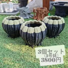 オベサ鉢3号 オベサをモチーフにした3Dプリント 植木鉢 3個(2.5号鉢)セット - メルカリ