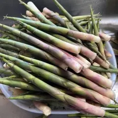 北海道・道南産【天然物】根曲がり竹【姫竹】500グラム【細い物や短い