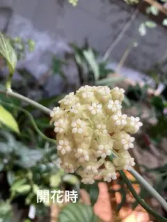 こまきち様 リクエスト 2点 まとめ商品