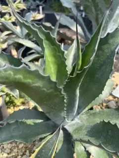 アガベ フェロックスローガンカルホーン1 Agave アガベ サルミアナ フェロックス ローガンカルホーン