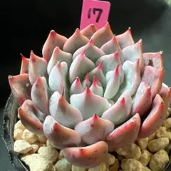 ばば٩(^‿^)۶プロフ見て下さい。様 リクエスト 3点 まとめ商品