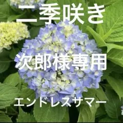 次郎様専用　アジサイ　2苗　SＡLE 二季咲きエンドレスサマー苗