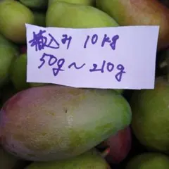 摘果マンゴー　15Kg 摘果マンゴー約15kg梱包込み - メルカリ
