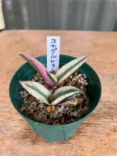 amabowler69様 リクエスト 5点 まとめ商品