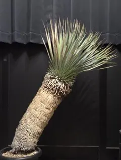 専用出品 セット、リピ割 ユッカリギダ 太株 (へ) 曲がり株 2025年最新】ユッカリギダの人気アイテム - メルカリ